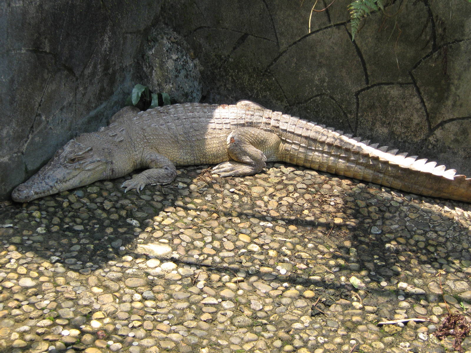 white crocodile