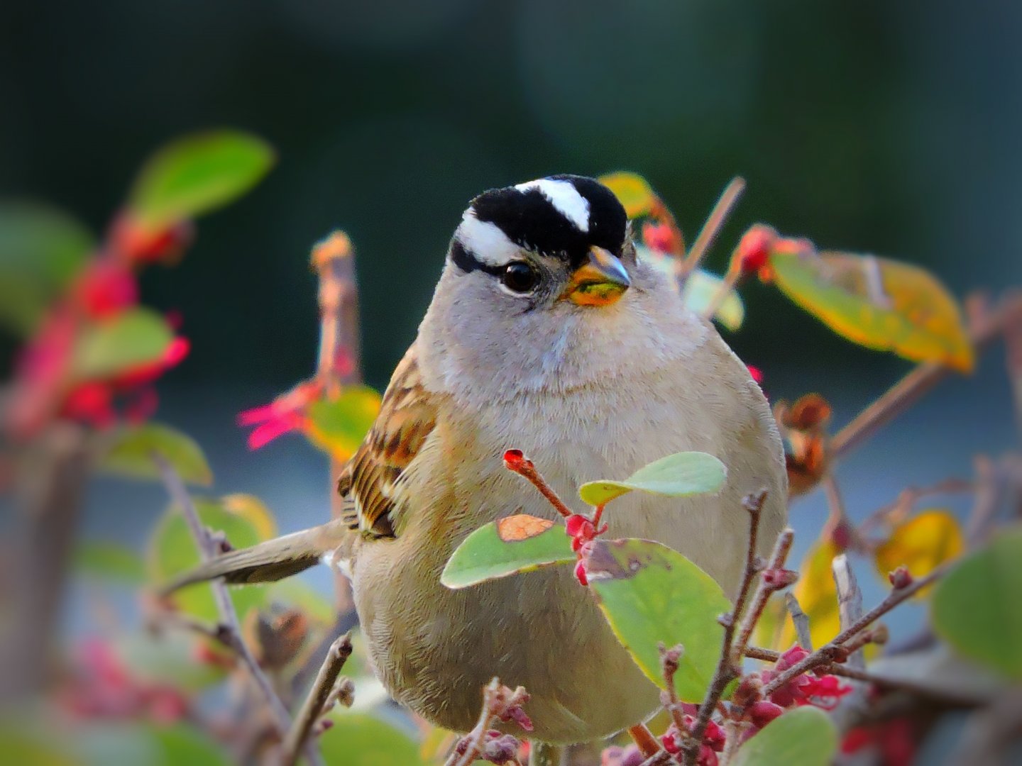 White Crown Sparrow