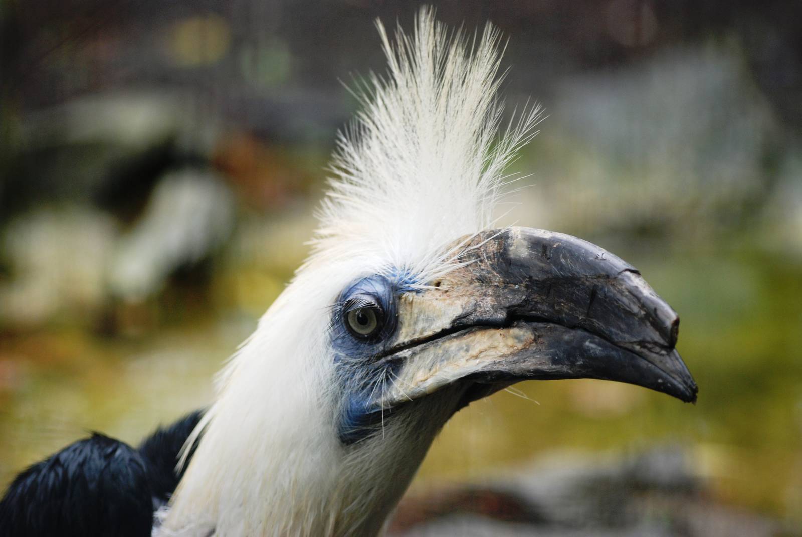 White-crowned Hornbill at Avifauna, 04/06/12