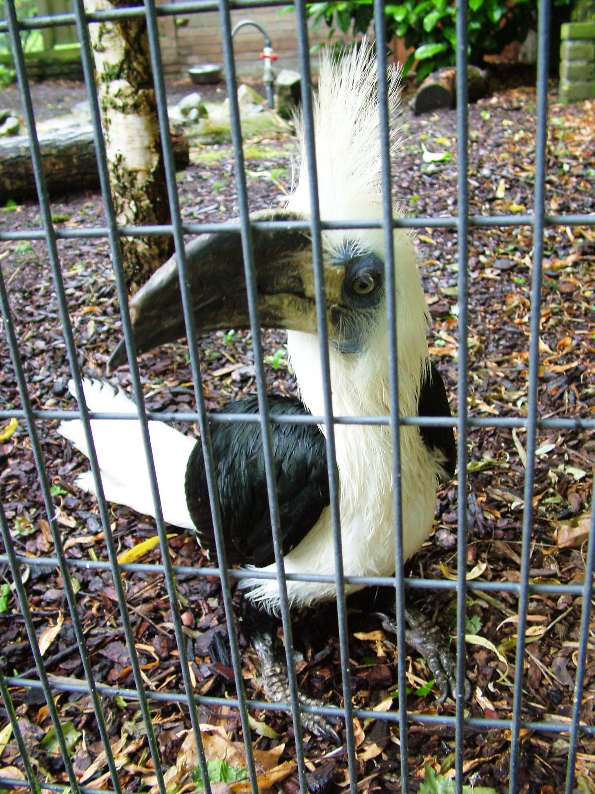 White-crowned Hornbill at Avifauna, 04/06/12