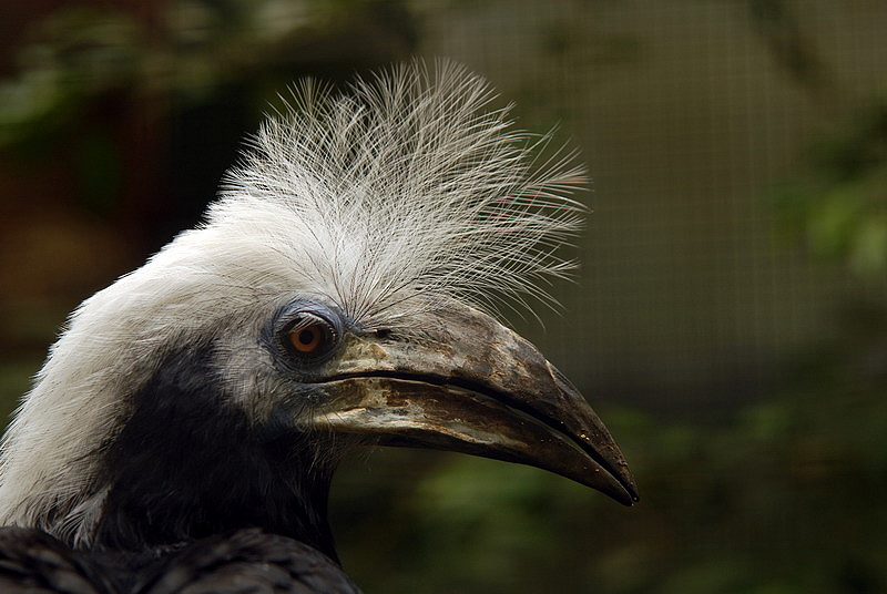 White-crowned hornbill at Walsrode