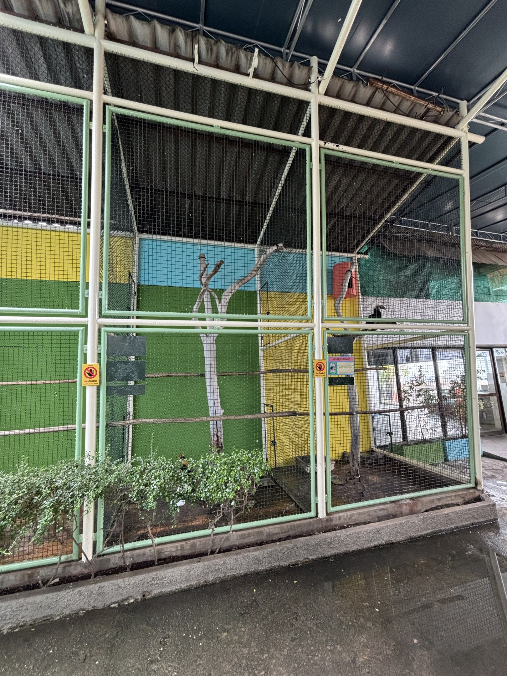 White-crowned Hornbill Aviary