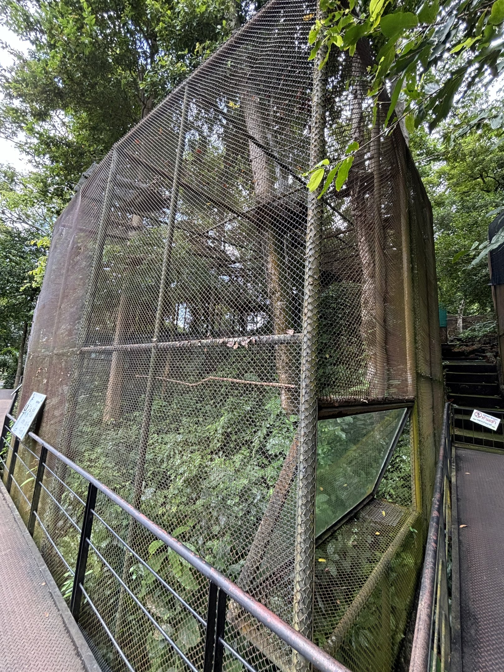 White-crowned Hornbill Aviary