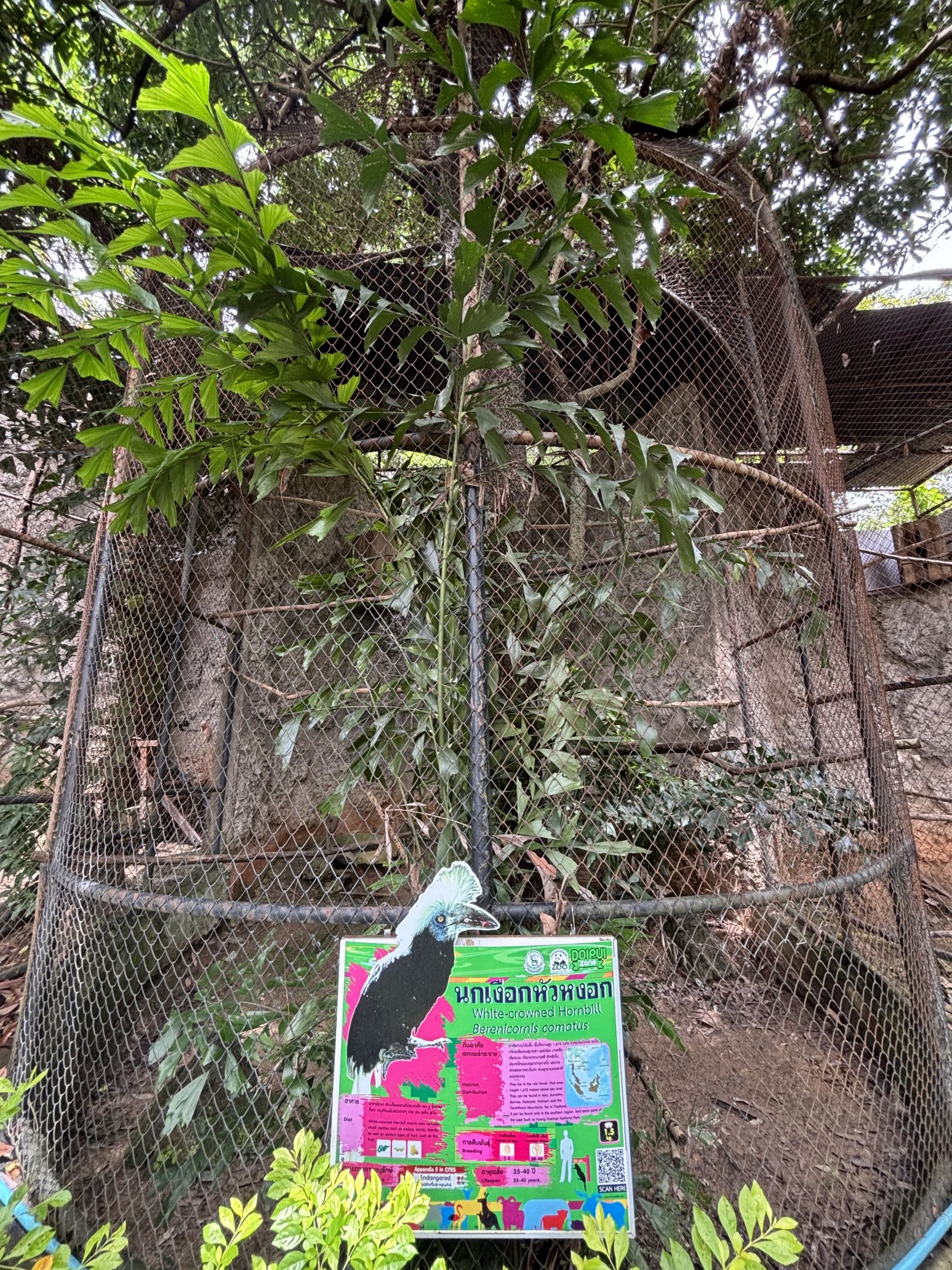 White-crowned Hornbill Aviary