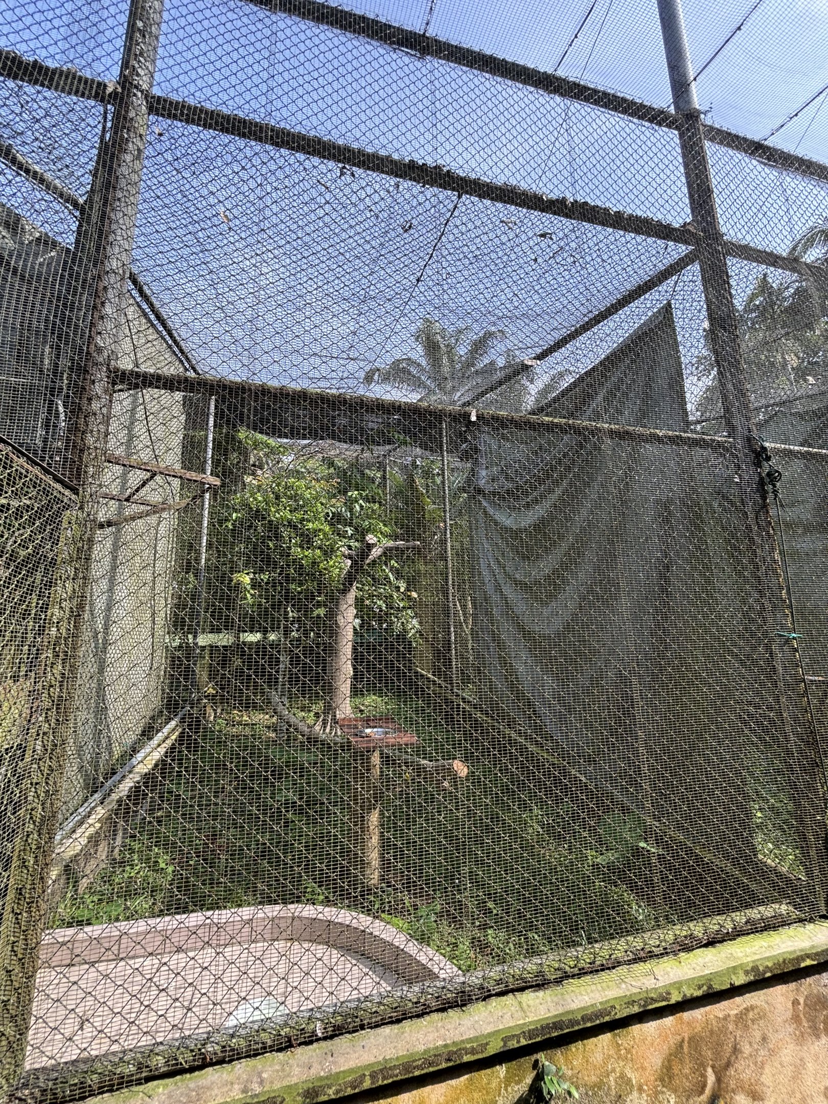 White-crowned Hornbill Aviary
