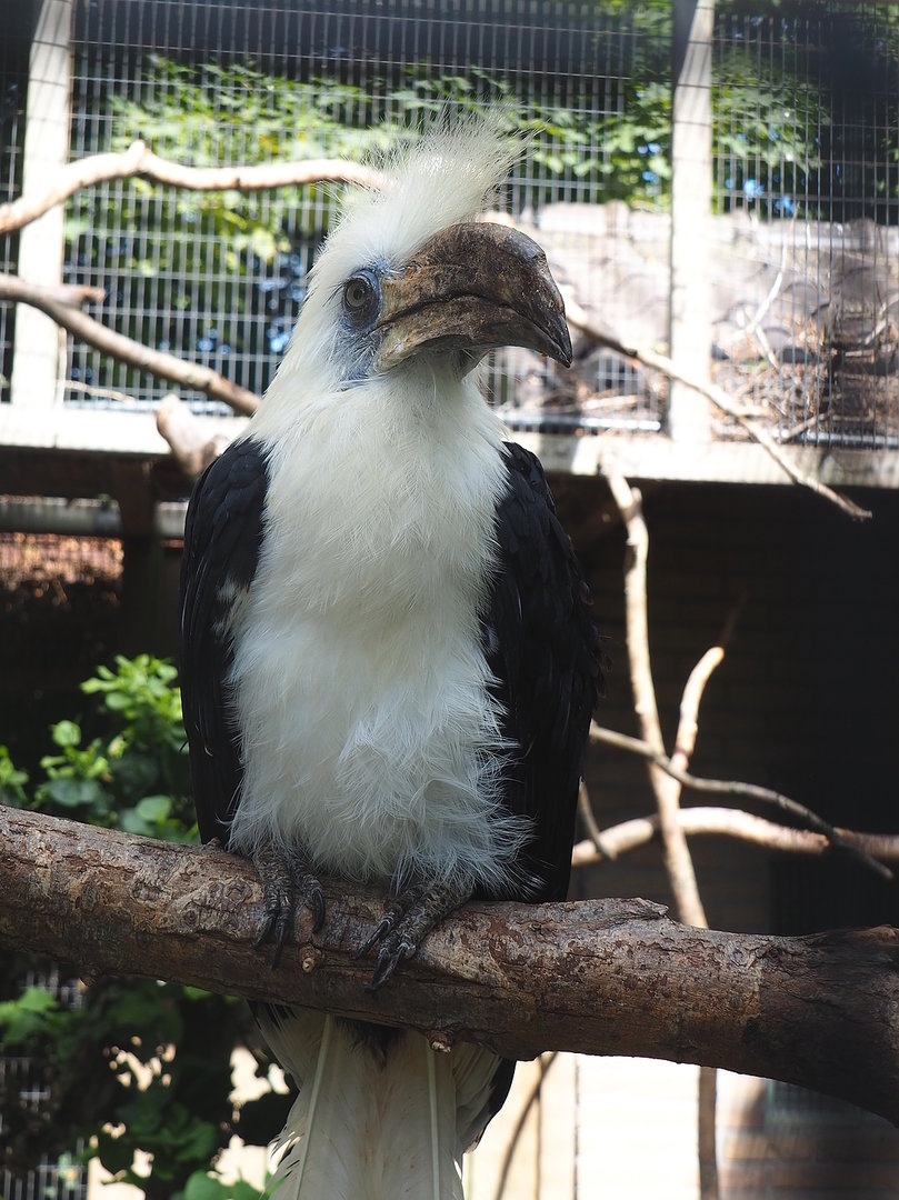 White-crowned hornbill (Berenicornis comatus), 2022-08-28