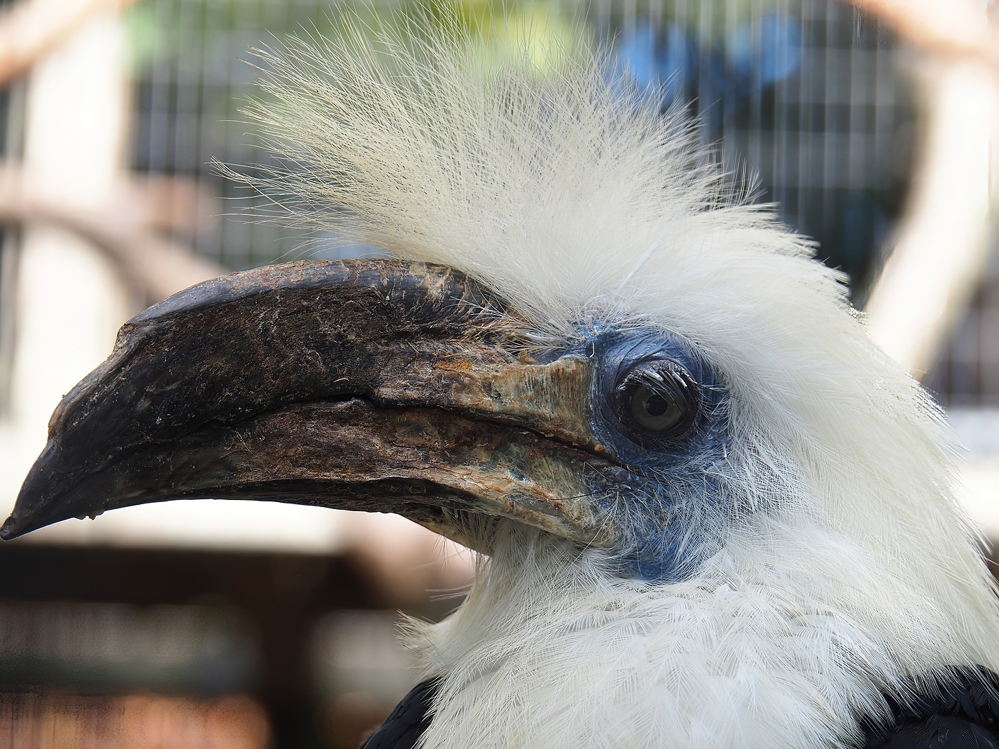 White-crowned hornbill (Berenicornis comatus), 2022-08-28