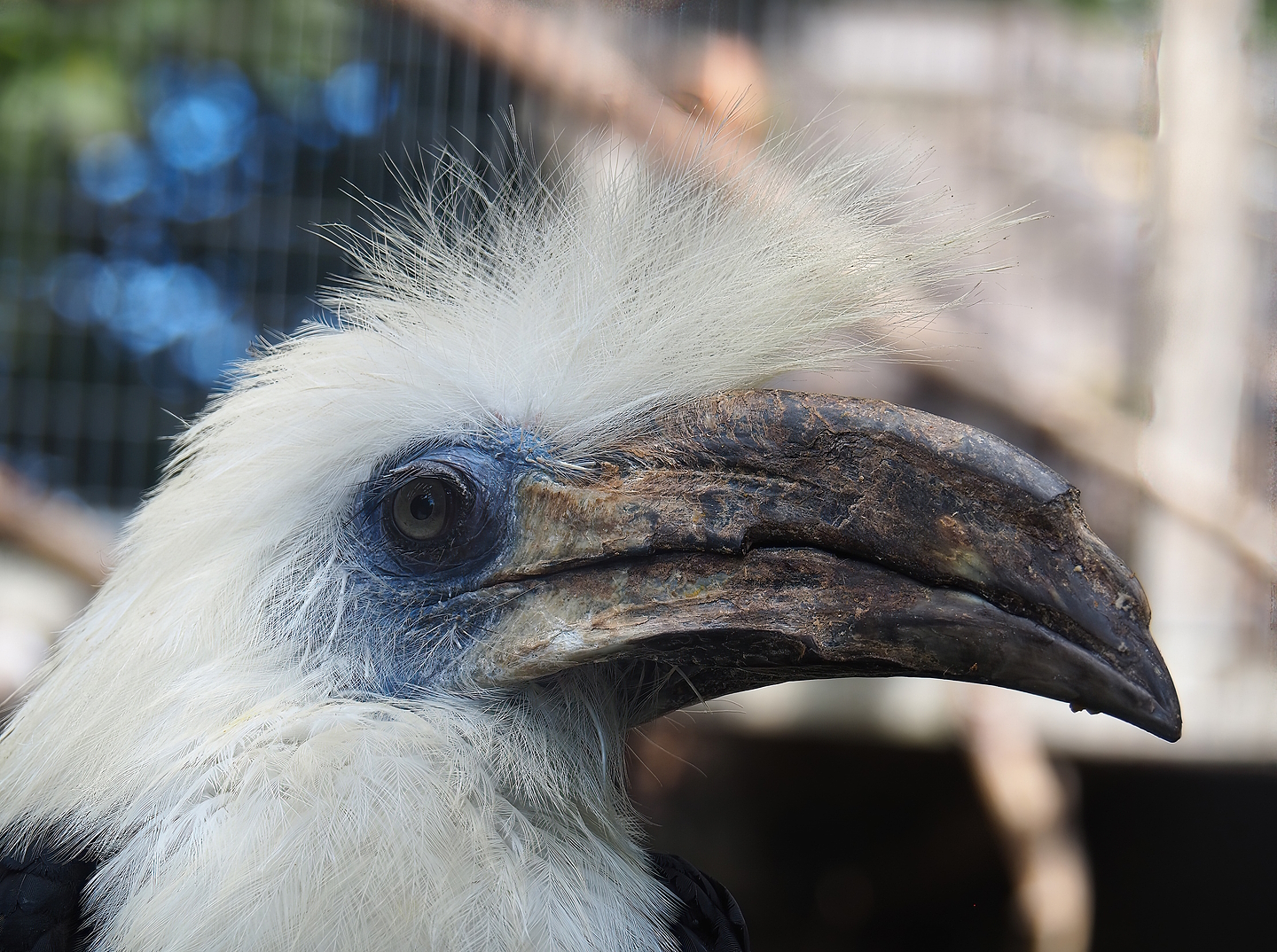 White-crowned hornbill (Berenicornis comatus), 2022-08-28