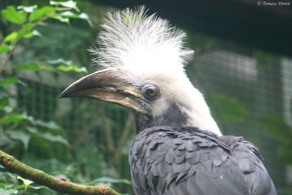 White-crowned Hornbill (Berenicornis comatus/Aceros comatus) - female