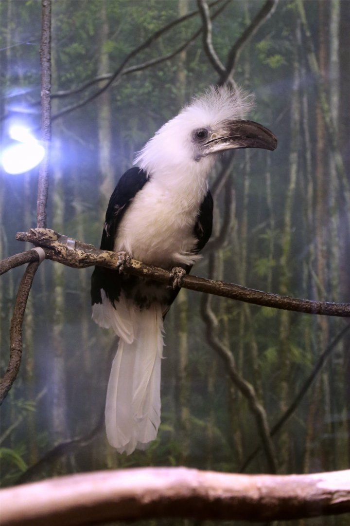 White-crowned Hornbill (Berenicornis comatus), July 2015