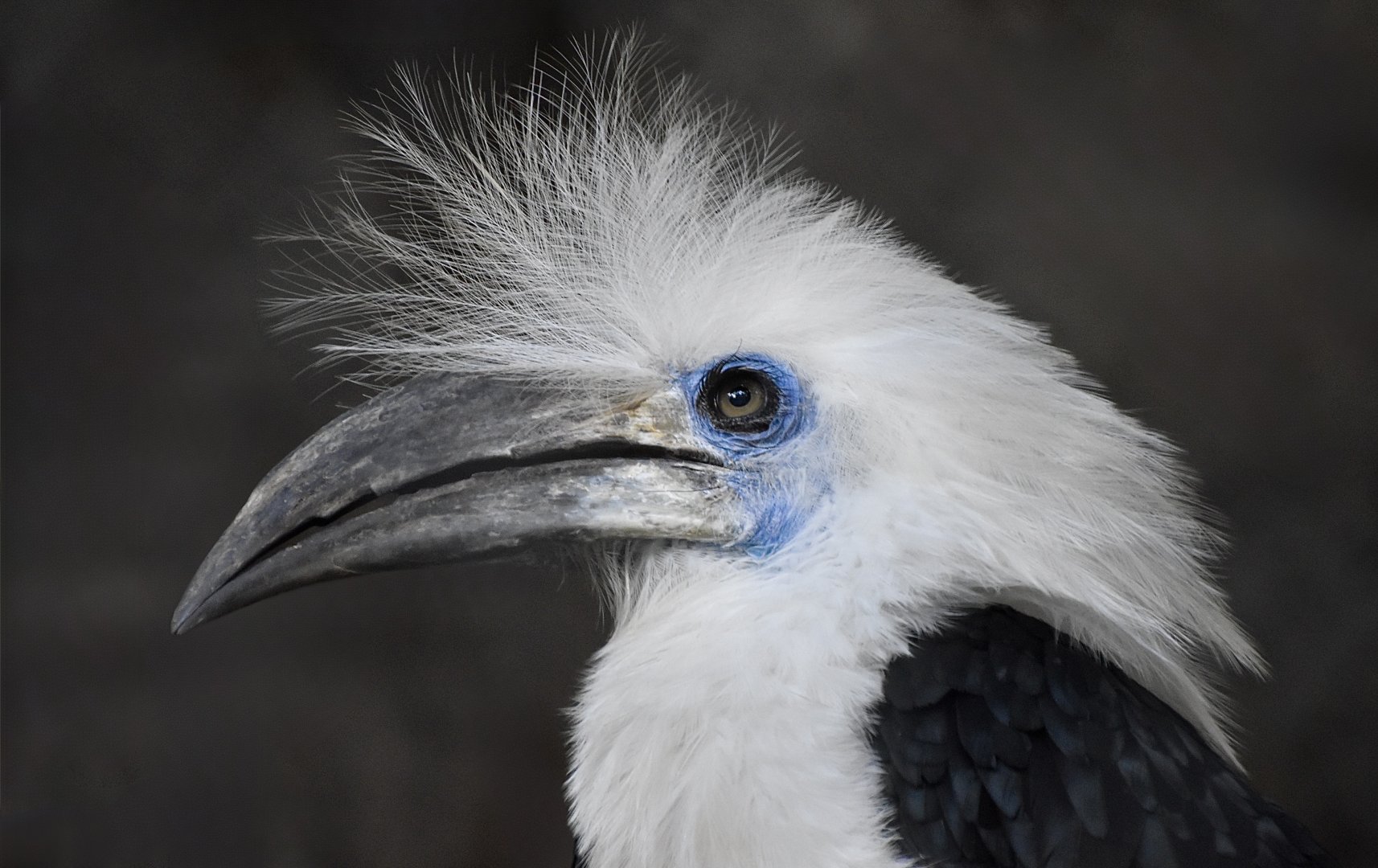White-Crowned Hornbill (Berenicornis comatus) male