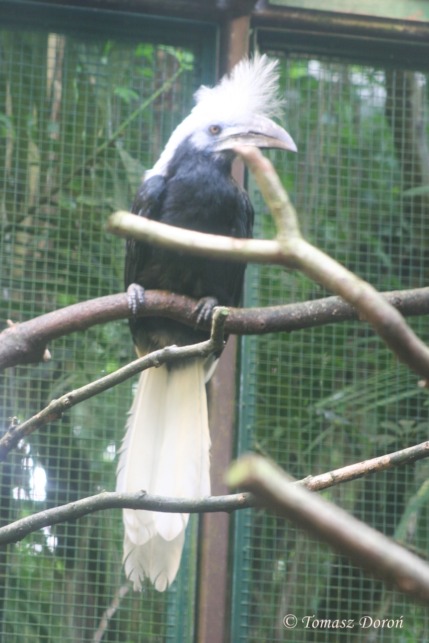 White-crowned Hornbill (Berenicornis comatus) October 2007