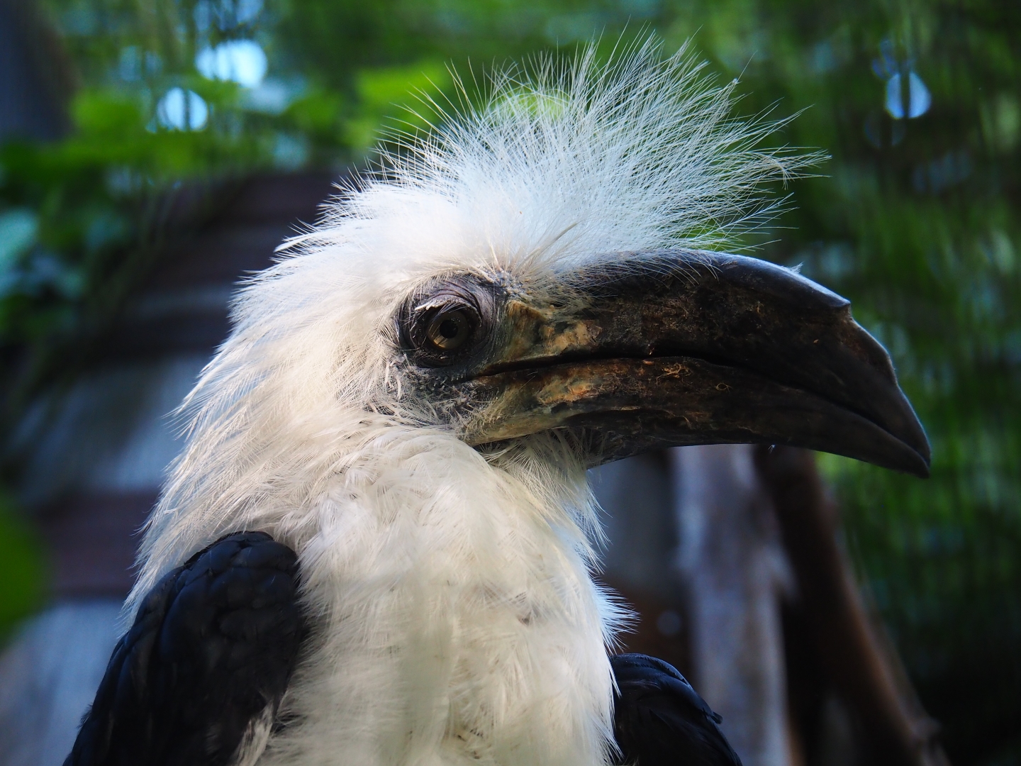 White-crowned hornbill (Berenicornis comatus), Sep 2nd, 2018