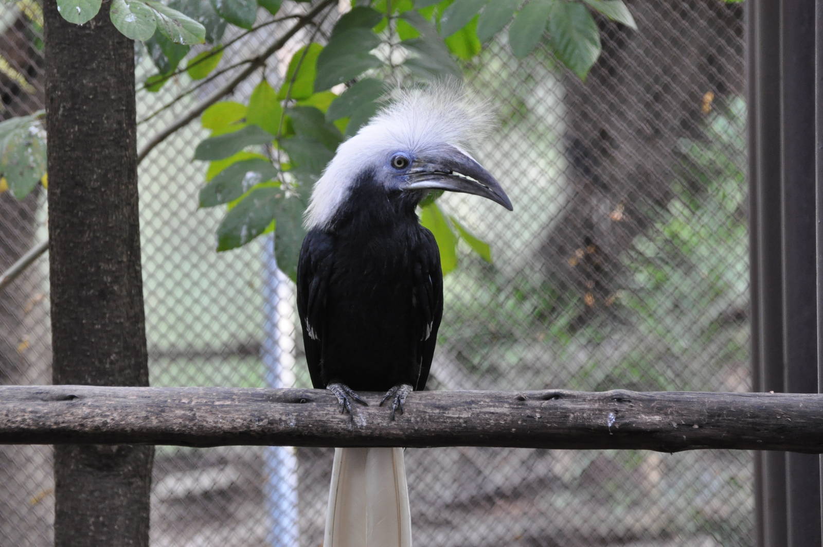 White-crowned hornbill/ Berenicornis comatus