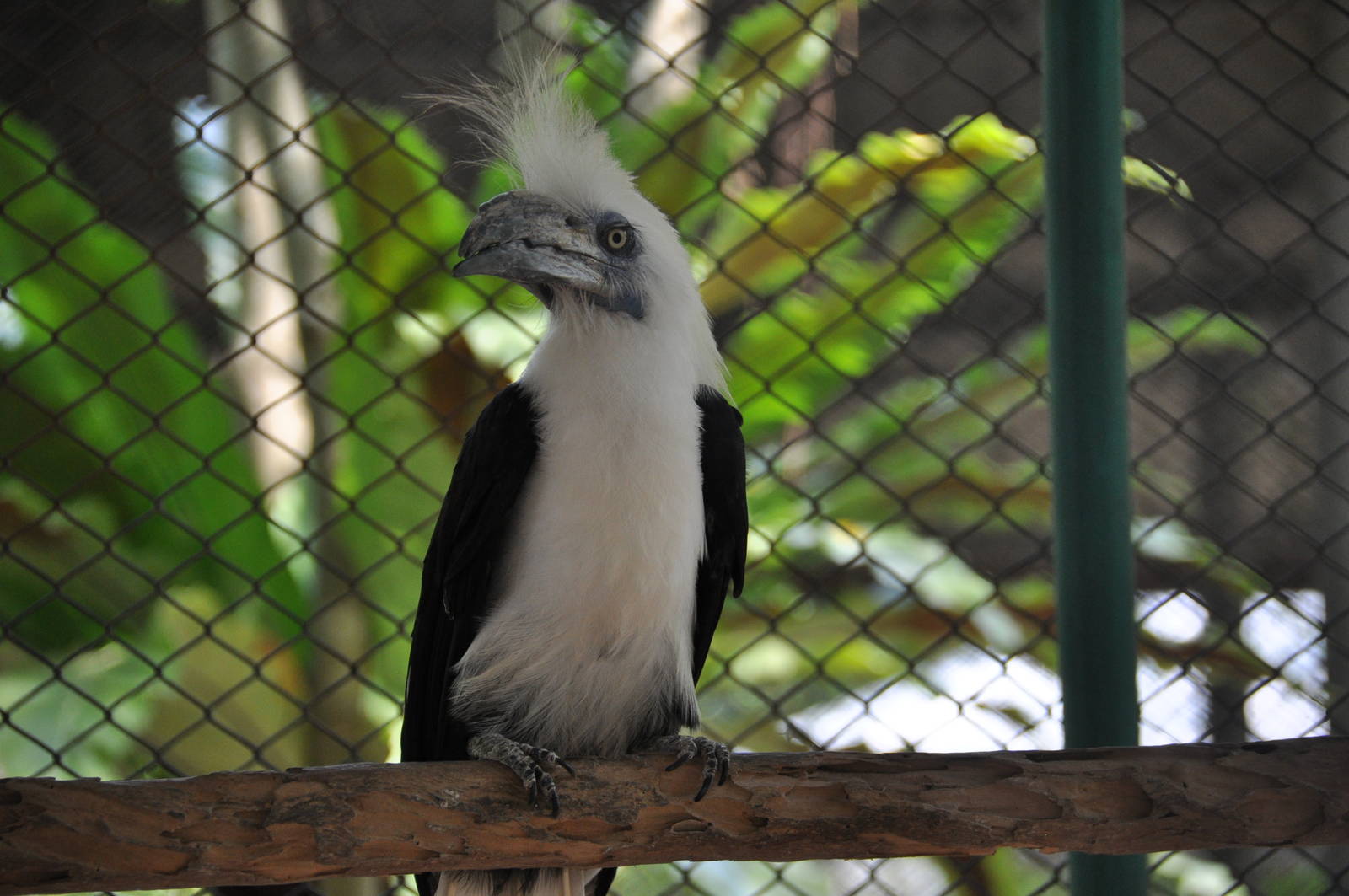 White-crowned hornbill/ Berenicornis comatus
