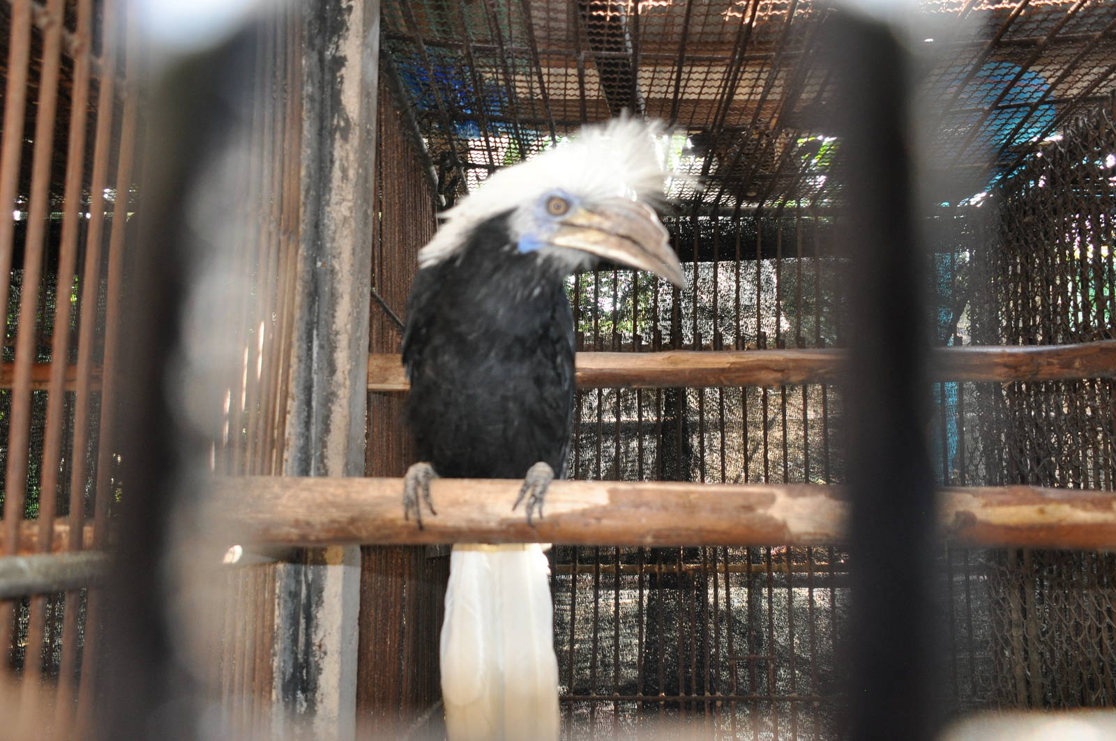 White-crowned hornbill/ Berenicornis comatus