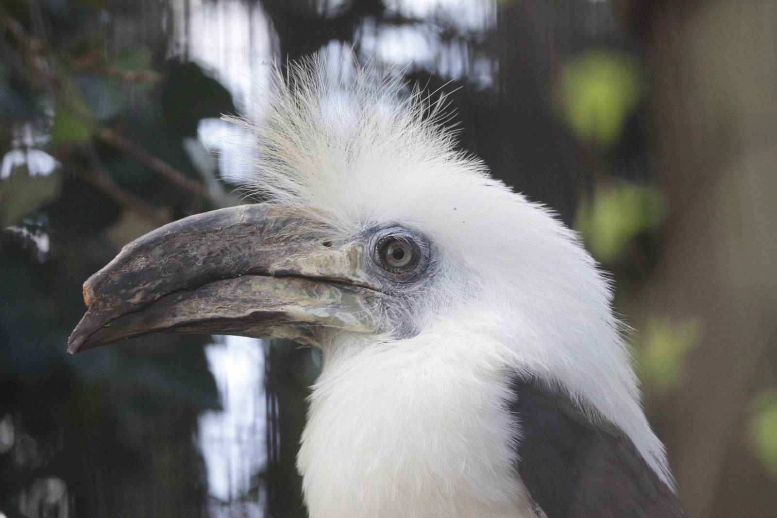 White-crowned hornbill (Berenicornis comatus)