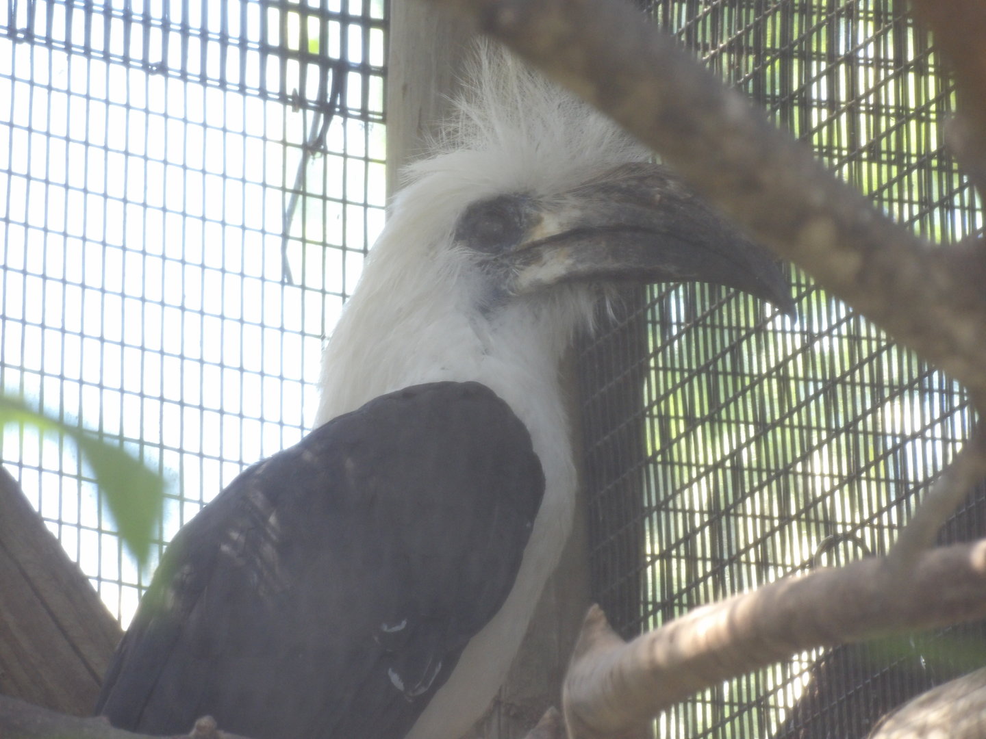 White-crowned Hornbill(Berenicornis comatus)