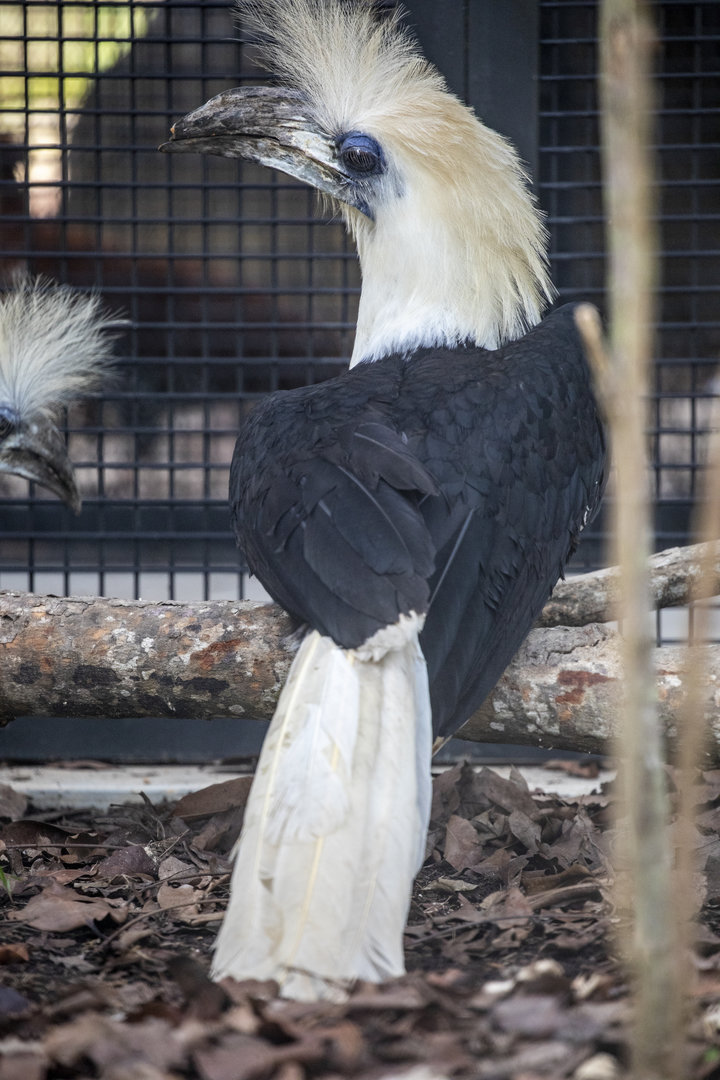 White-crowned hornbill (Berenicornis comatus)