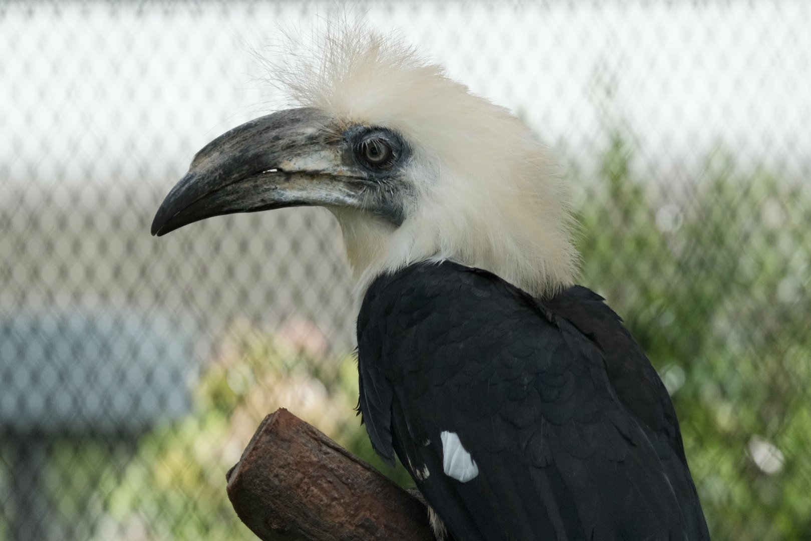 White-crowned Hornbill (Berenicornis comatus)