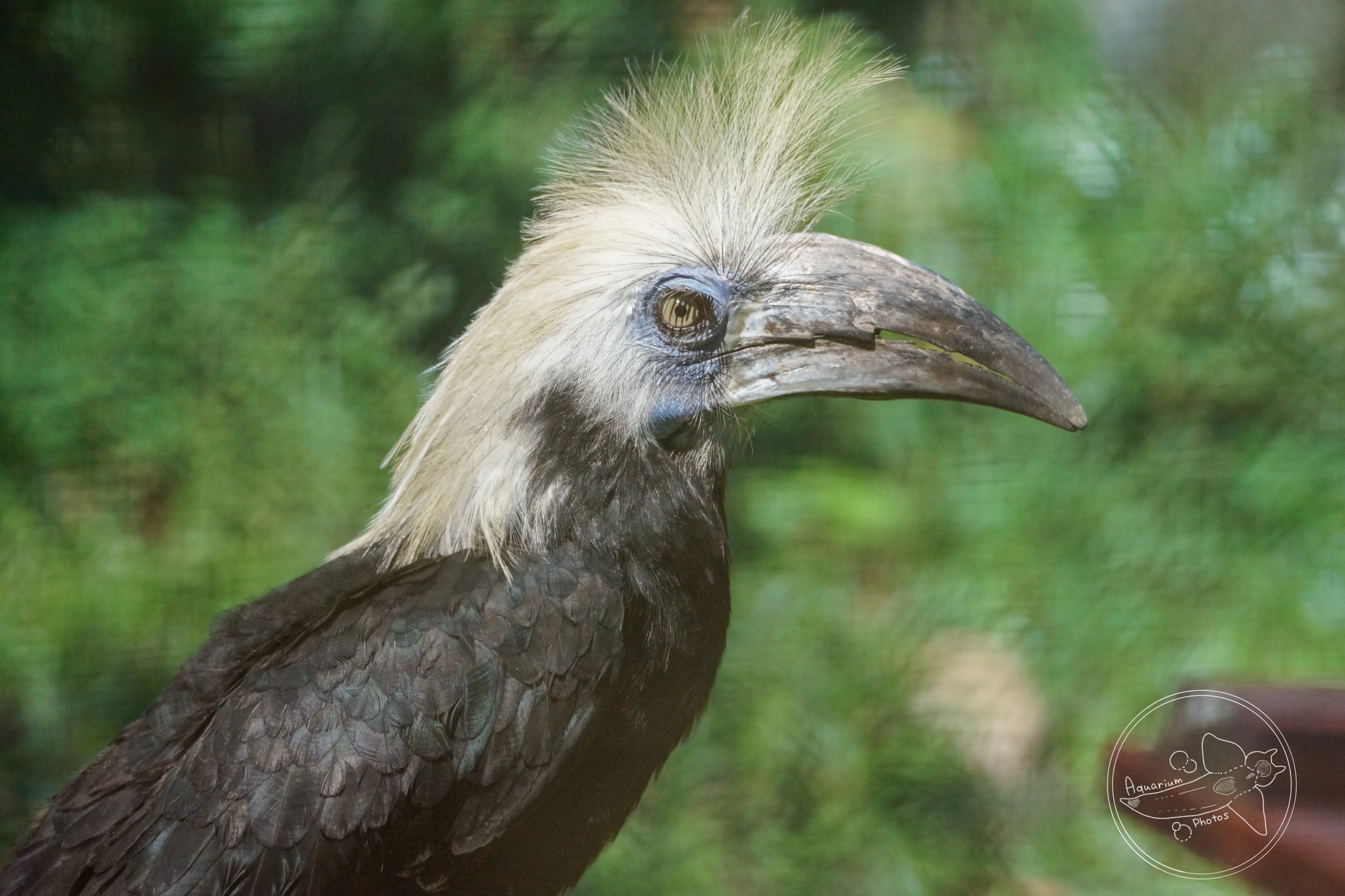 White-crowned Hornbill (Berenicornis comatus)