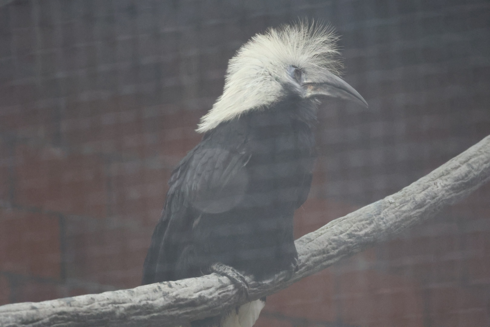 White-crowned hornbill (Berenicornis comatus)