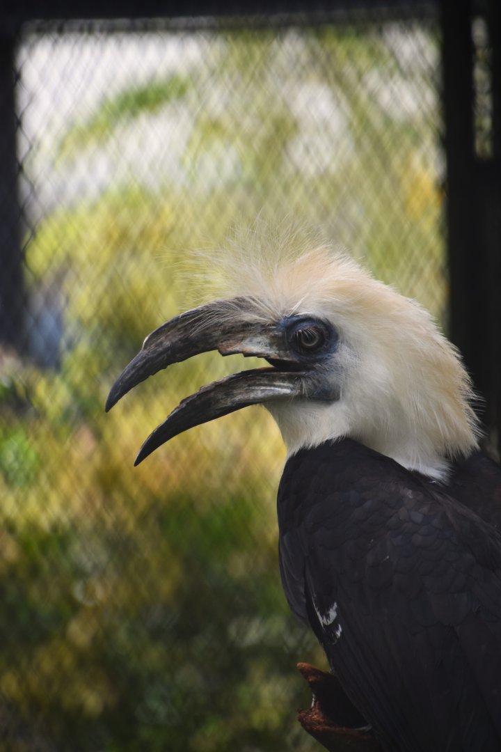 White crowned hornbill, Berenicornis comatus