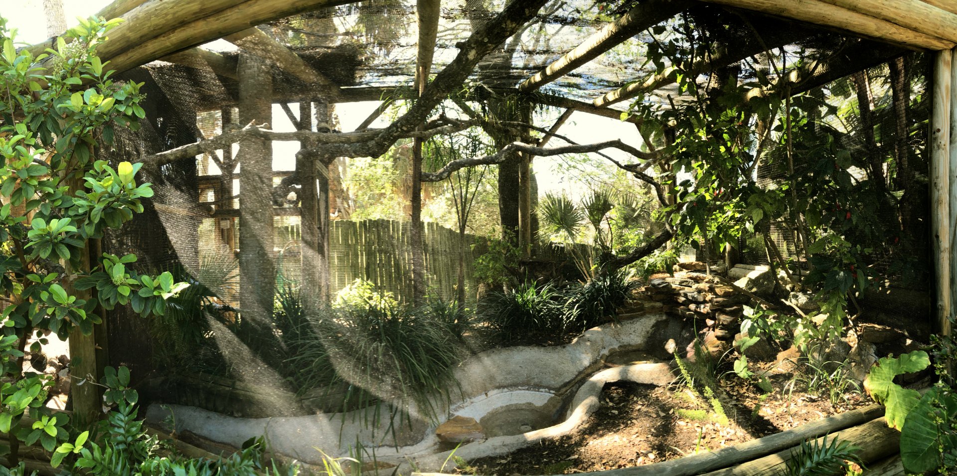 White-Crowned Hornbill Exhibit