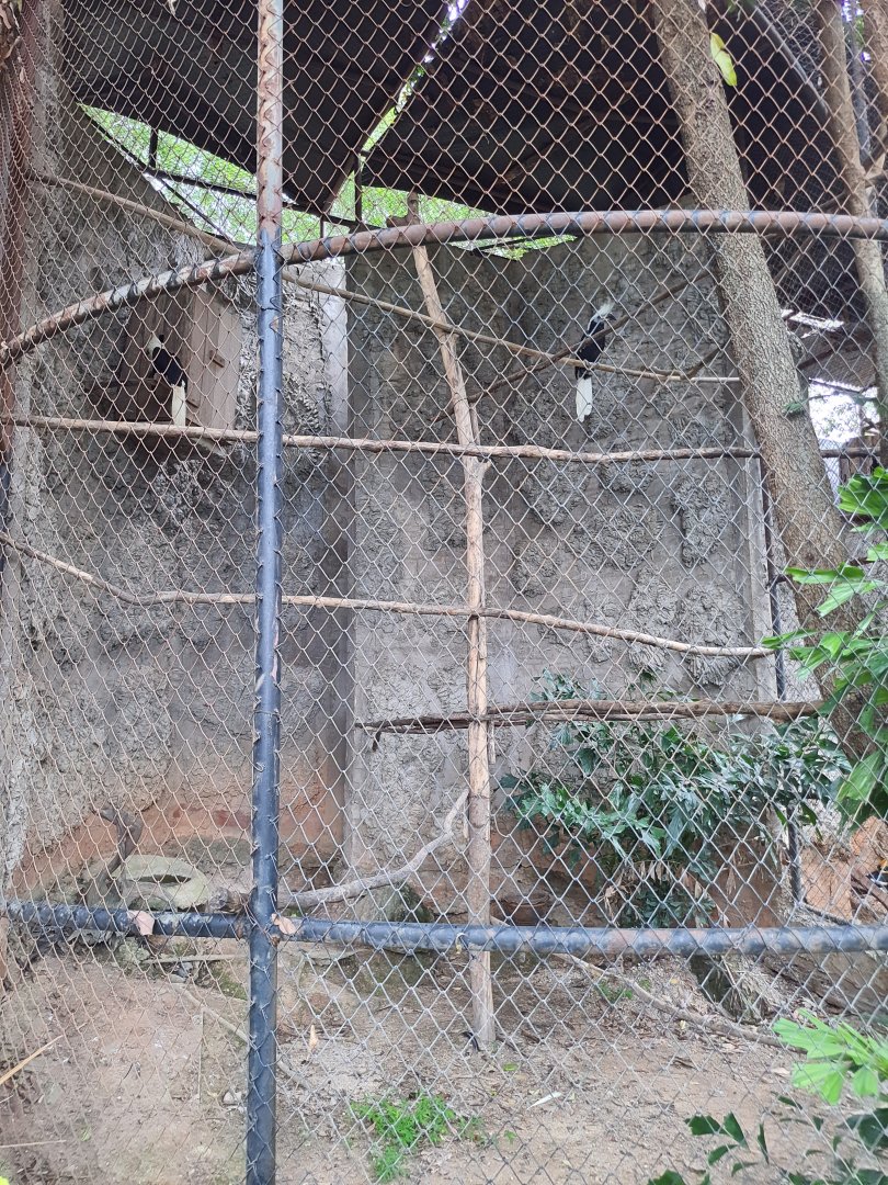 White Crowned Hornbill Exhibit