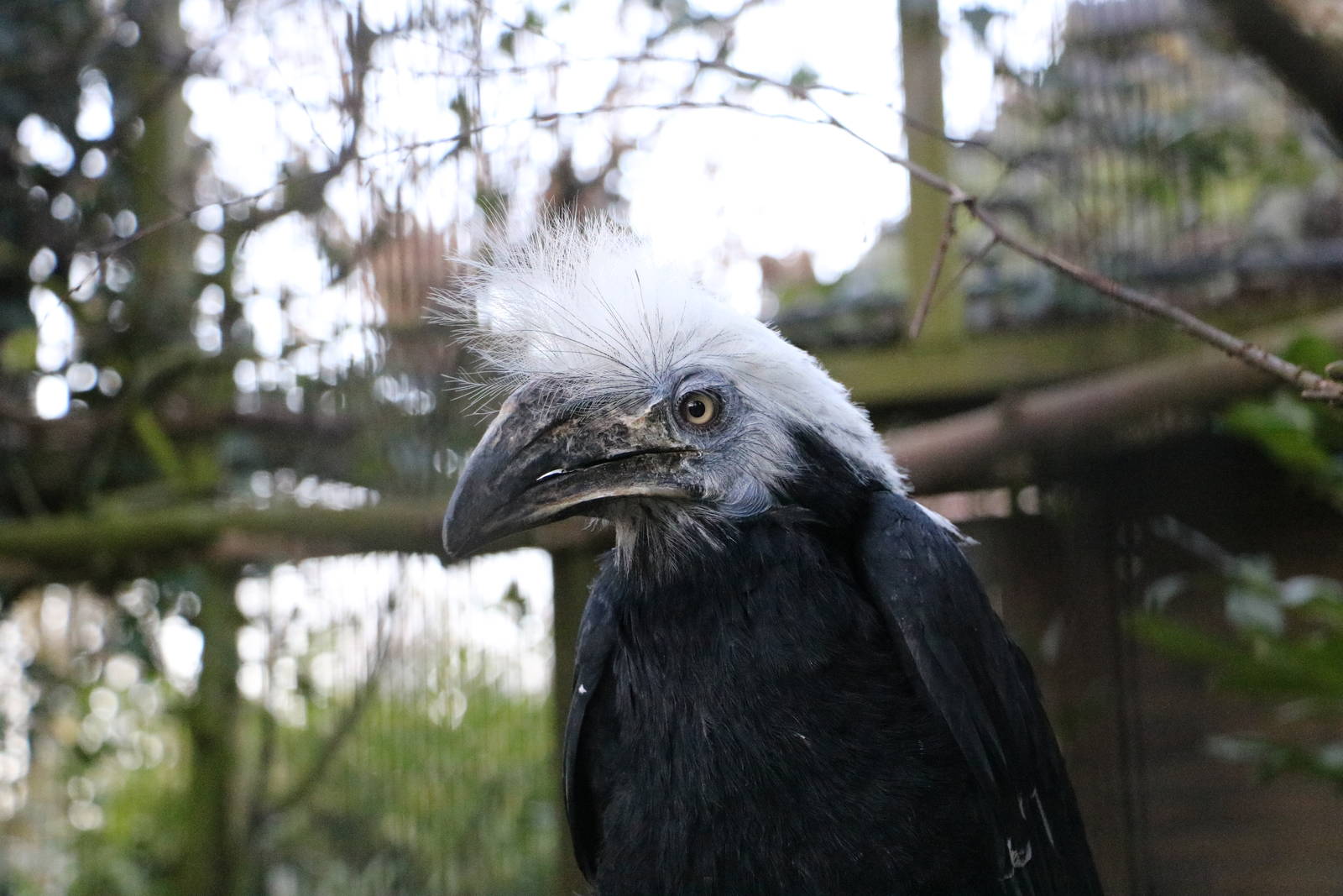 White-crowned hornbill, February 2016