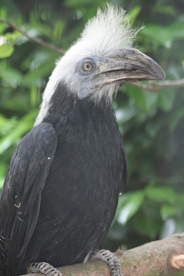 White-crowned hornbill - female