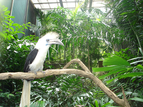 White-crowned Hornbill, Jurong BirdPark