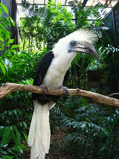 White-crowned Hornbill, Jurong BirdPark