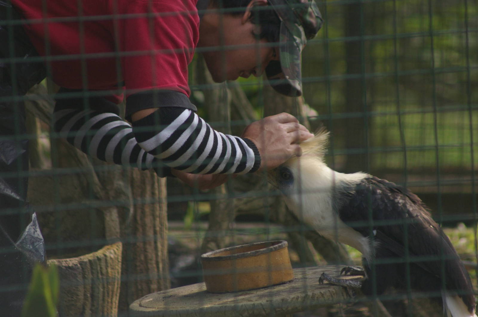 white-crowned hornbill, KL Bird Park