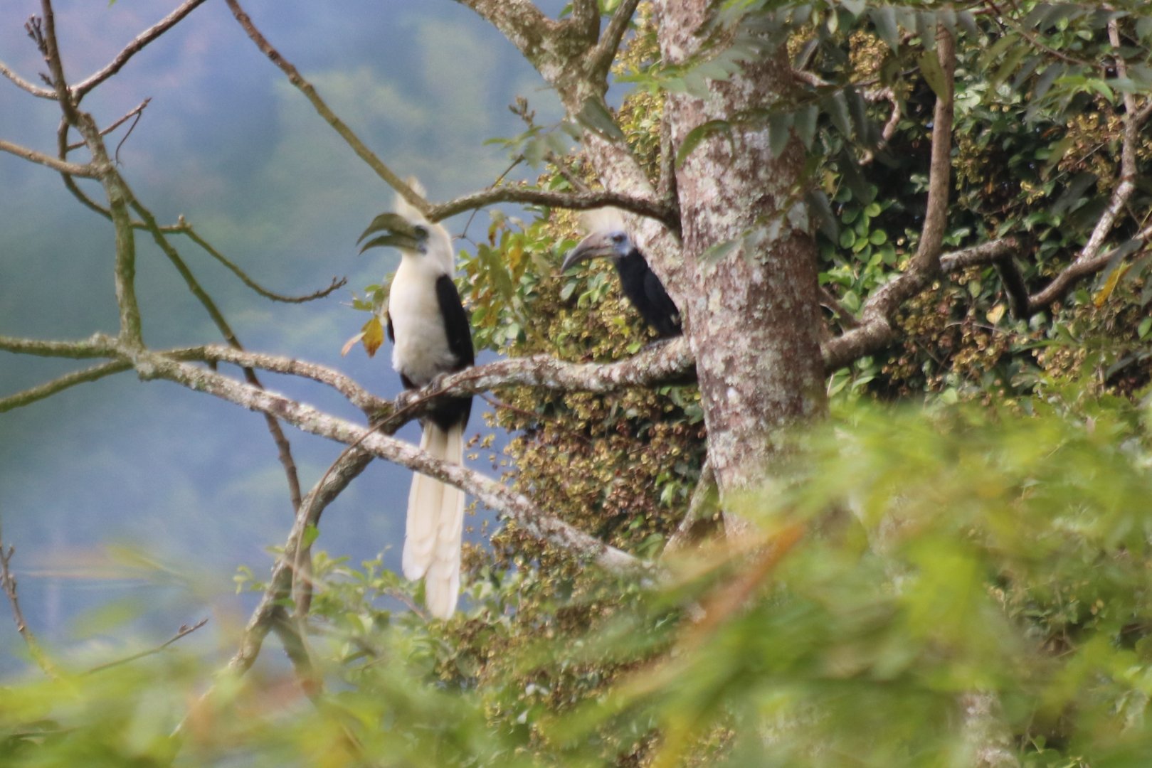 White-crowned Hornbill Pair