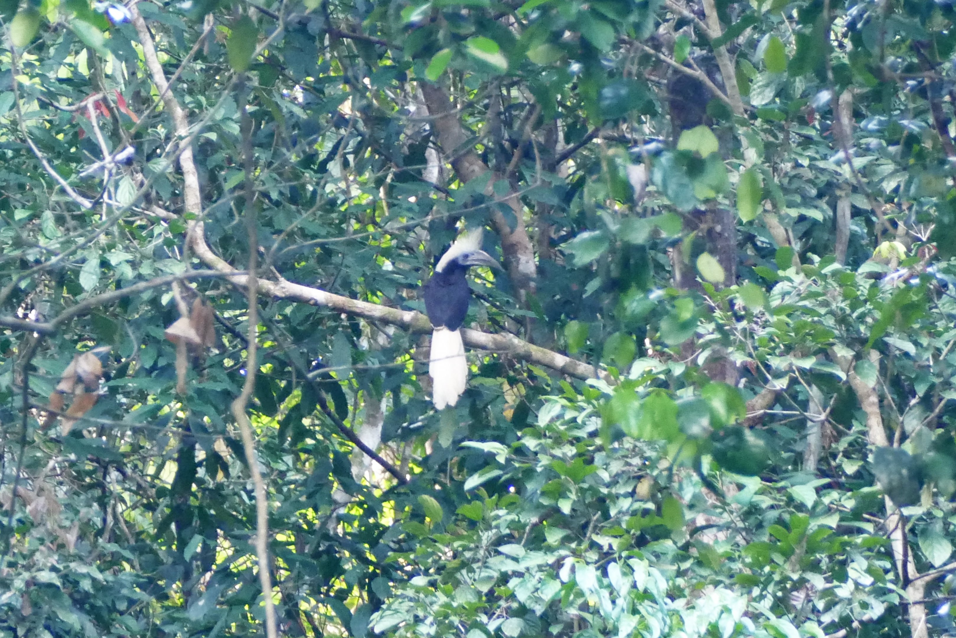 White-crowned Hornbill - Taman Negara