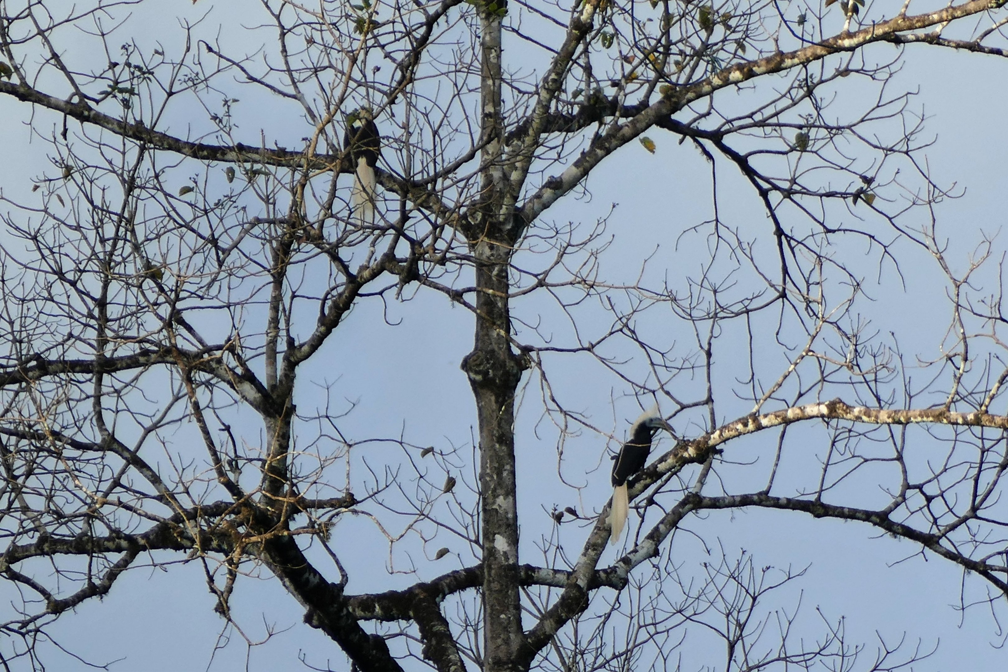 White-crowned Hornbill - Taman Negara