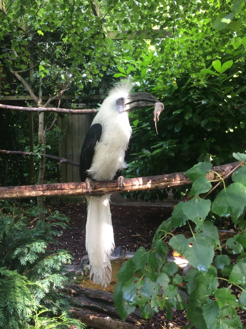 White-crowned hornbill with lunch (Berenicornis comatus)