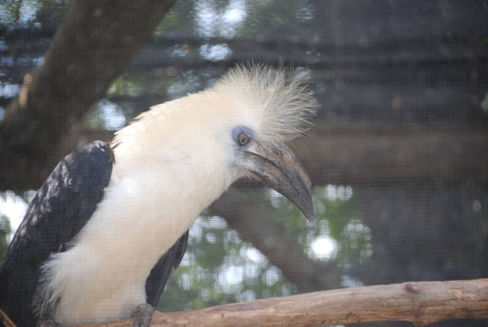 White-Crowned Hornbill