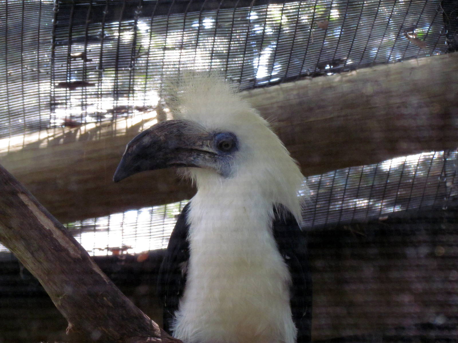 White-crowned Hornbill