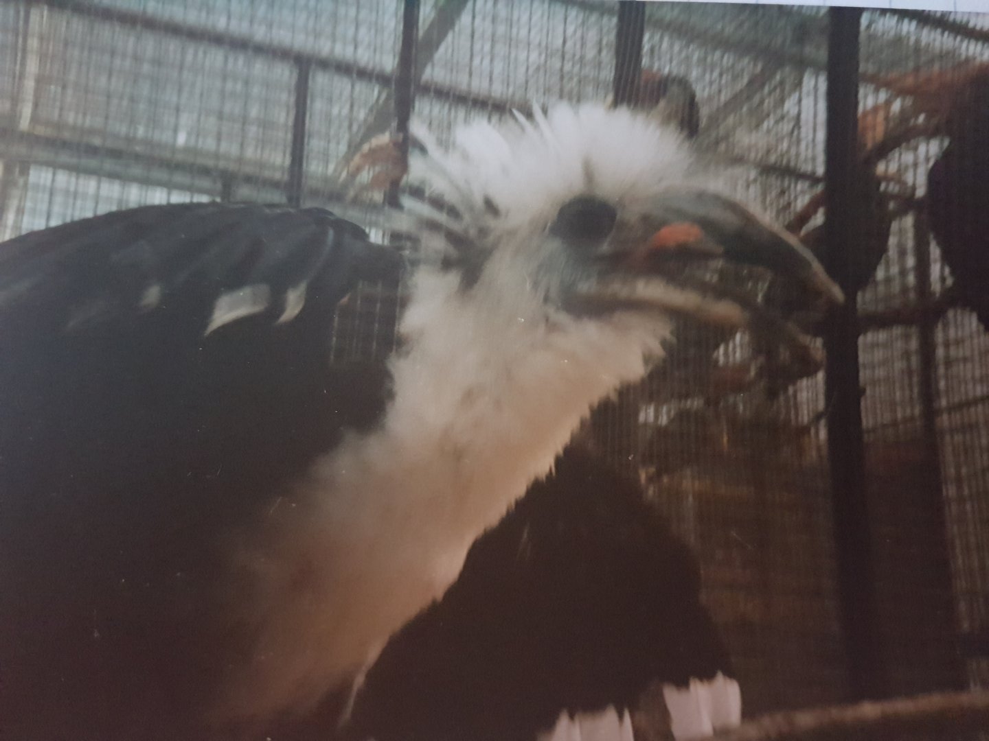 White-crowned hornbill