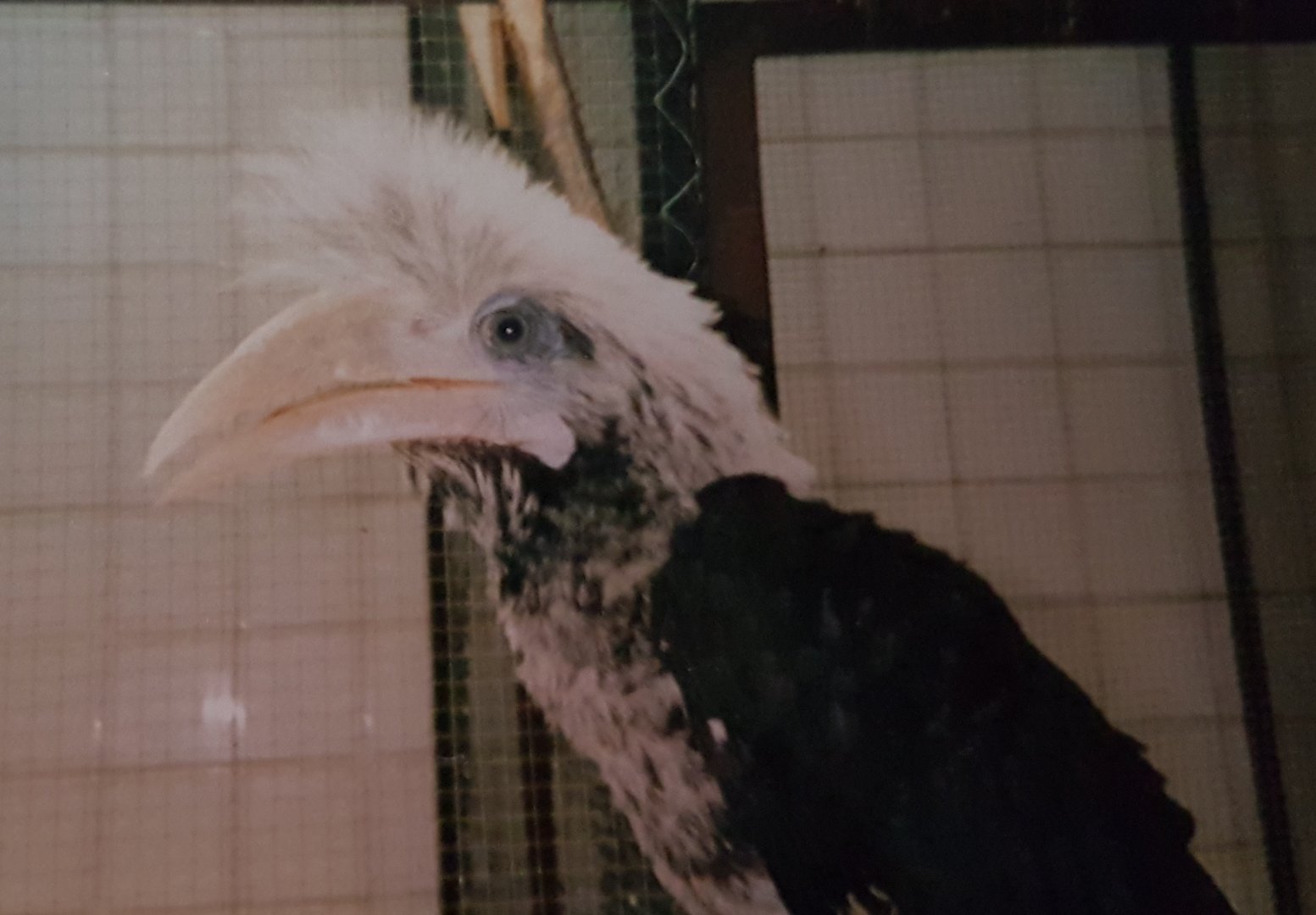White-crowned hornbill