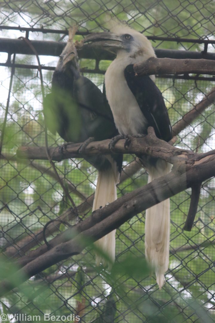 White-crowned Hornbill