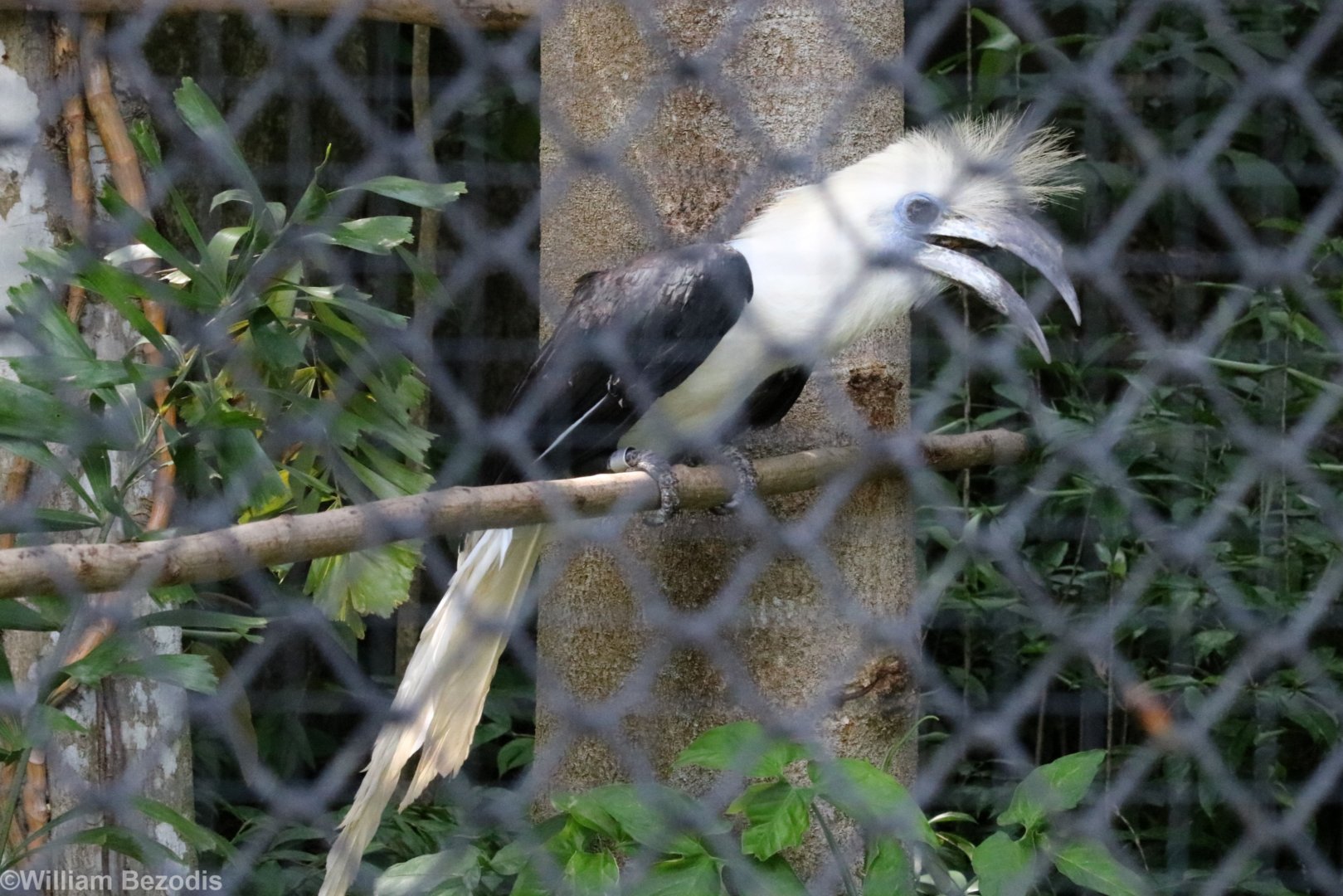 White-crowned Hornbill