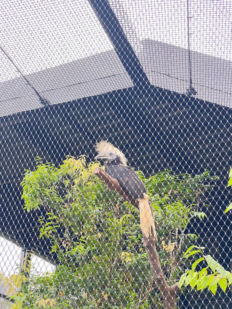 White Crowned Hornbill