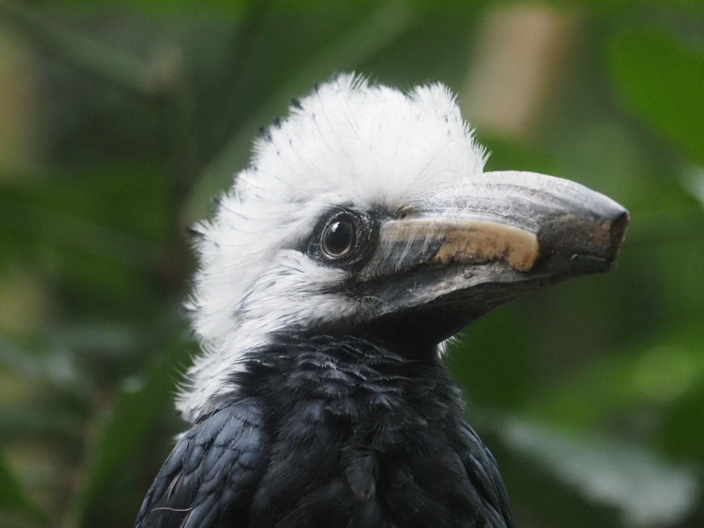 White-Crowned Hornbill
