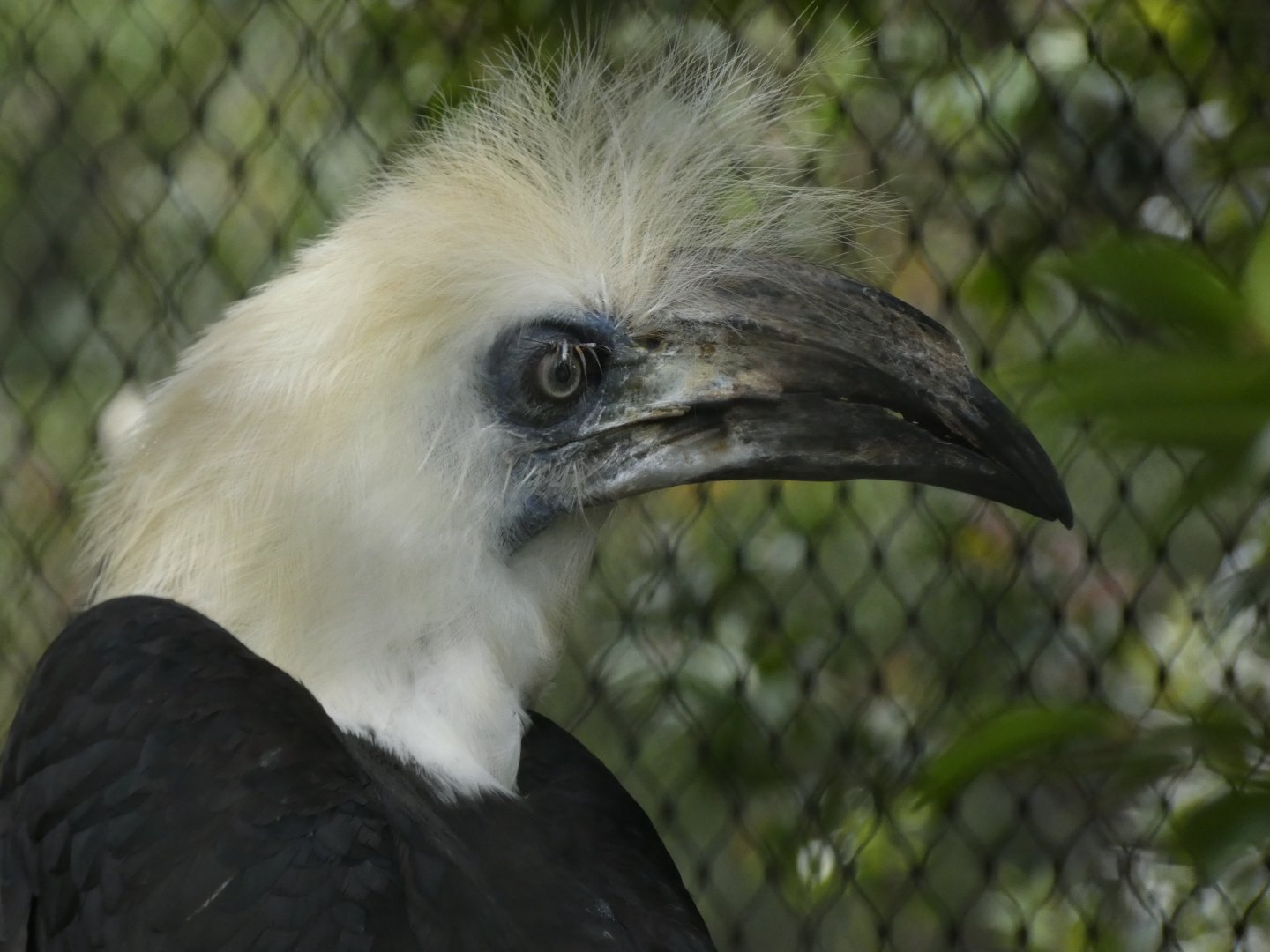 White-crowned hornbill