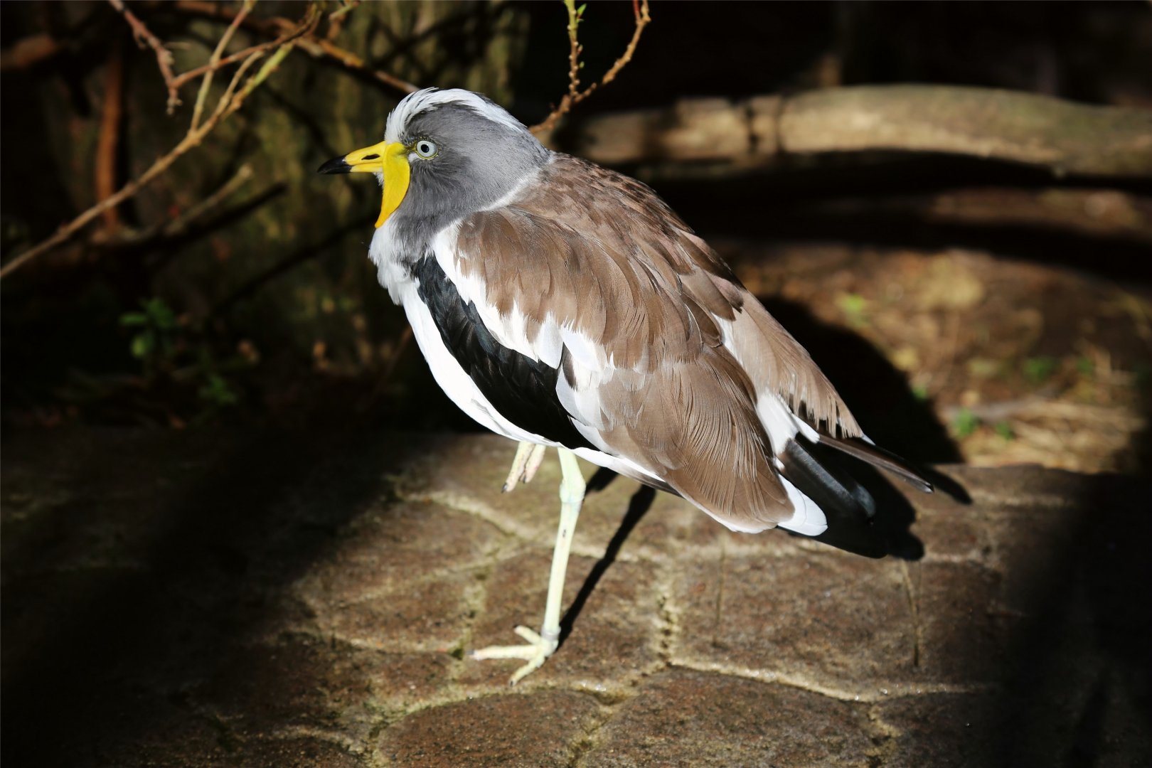 White-crowned lapwing (Vanellus albiceps)