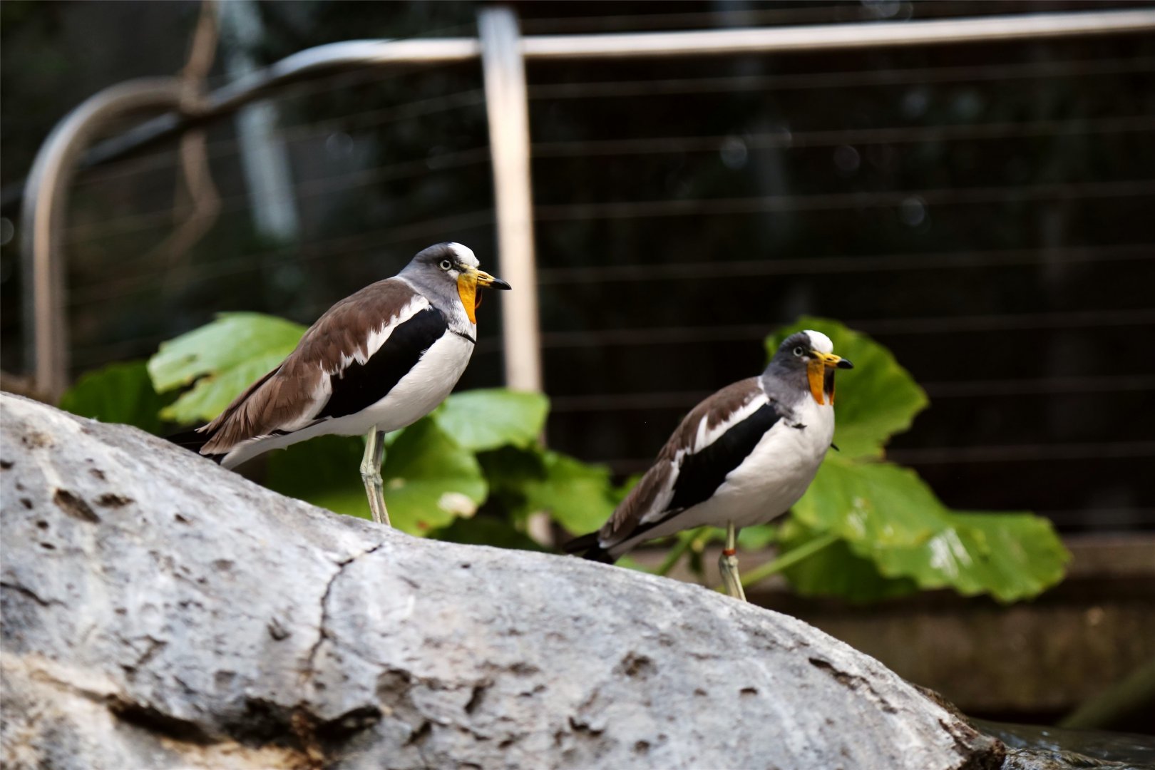 White-crowned Lapwing (Vanellus albiceps)