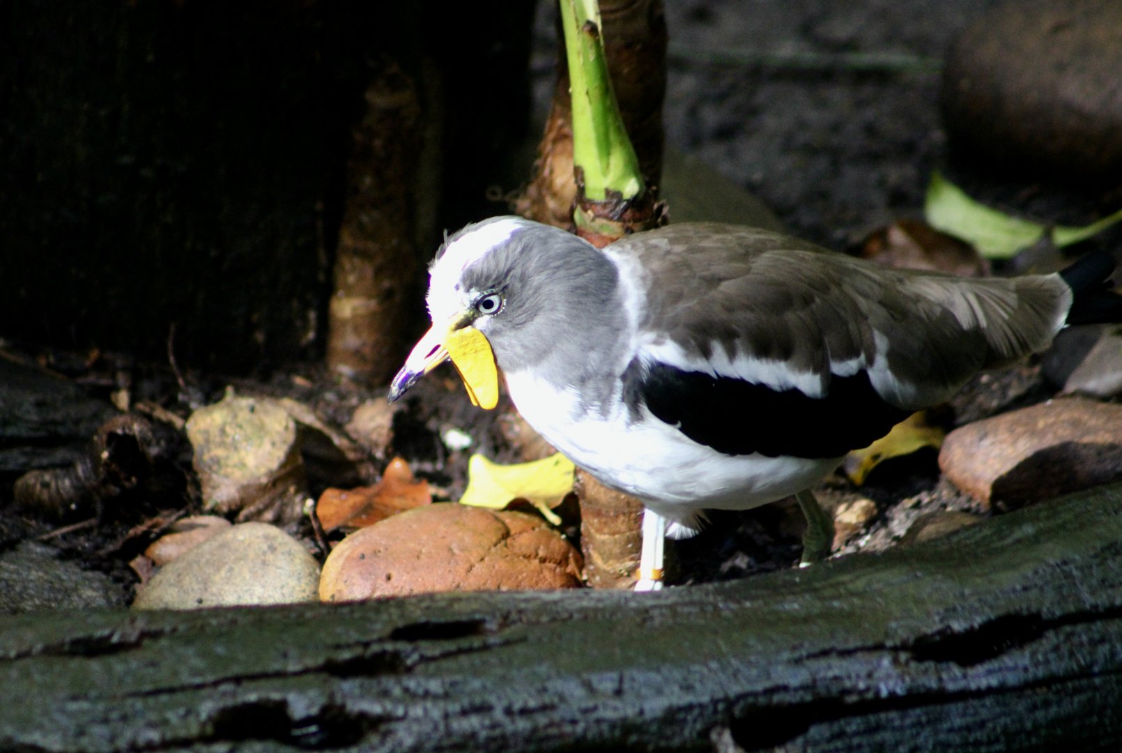 White-Crowned Lapwing (Vanellus albiceps)